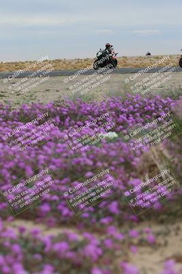 media/Jan-14-2023-SoCal Trackdays (Sat) [[497694156f]]/Turn 14 Exit Bloomig (145pm)/